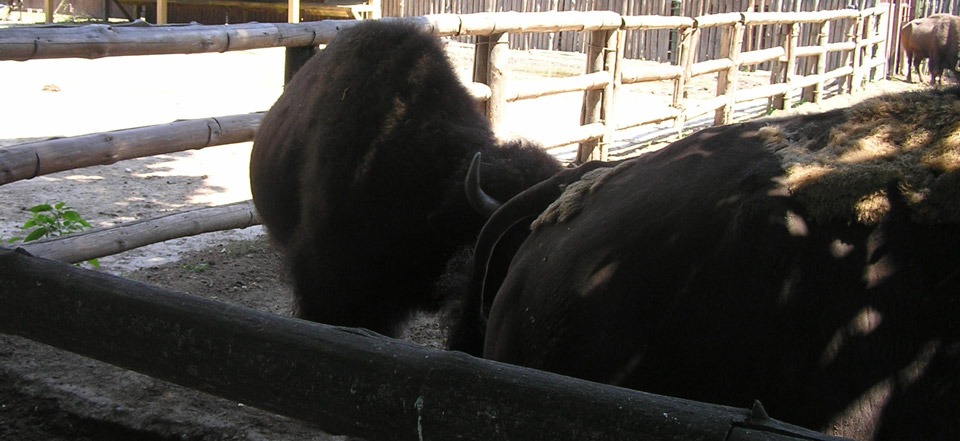 想买正版去哪的网络攻击软件