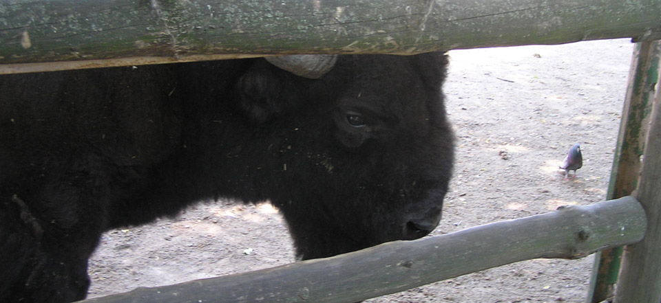 ddos在线攻击工具